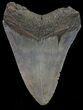 Megalodon Tooth - North Carolina #67133-2
